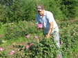 Field of roses of Damask