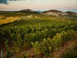 Tămâioasă Românească wine - The Budureasca vineyards, Dealu Mare