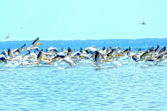 Pelicanul - Delta Dunării