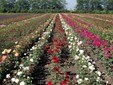 Field of roses of Damask