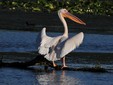 The Pelican - Danube Delta