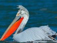 The Pelican - Danube Delta