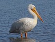 The Pelican - Danube Delta