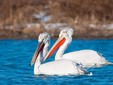 Pelicanul - Delta Dunării