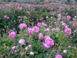 Field of roses of Damask