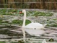 Pensiunea Nest, Delta del Danubio