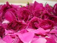 The rose of Damask