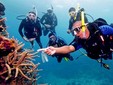 Scuba diving - Romanian Seaside, Black Sea