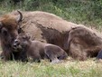 La terra dei bisonti - Moldavia