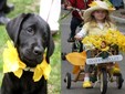Il Festival dei Narcisi - Dumbrava Vadului