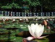 Thermal Water Lilly, Băile Felix in Bihor County