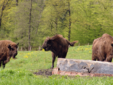 La terra dei bisonti - Moldavia