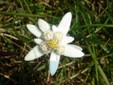 The Edelweiss