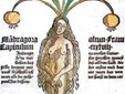 The Mandrake