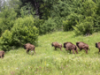 La terra dei bisonti - Moldavia