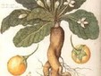 The Mandrake