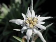 The Edelweiss