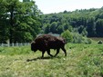 Ţinutul Zimbrului - Moldova