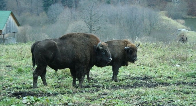 The Hațeg Bison Reserve