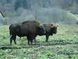 The Bison Reserve in Hateg