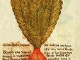 The Mandrake