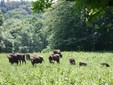 La terra dei bisonti - Moldavia