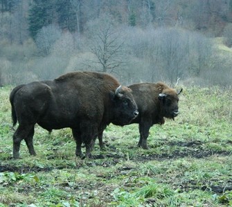 The Hațeg Bison Reserve
