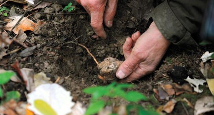 Trufitourism in Romania