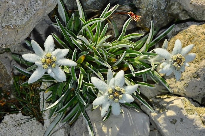 The Edelweiss