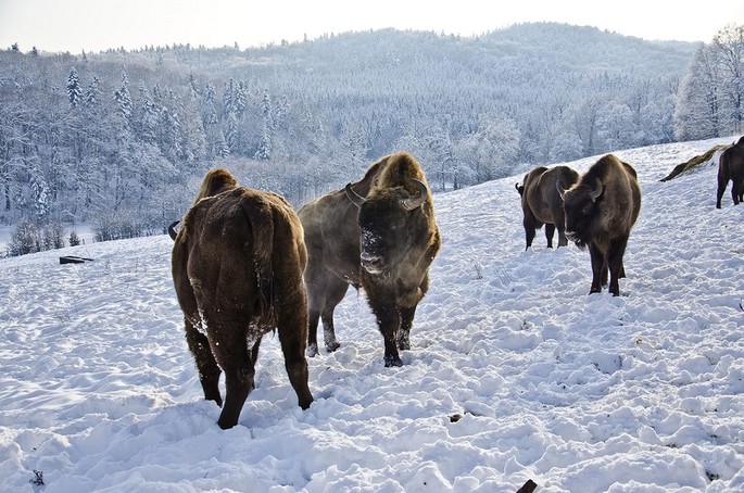 La terra dei bisonti - Moldavia
