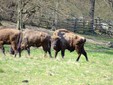 The Bison Reserve in Hateg