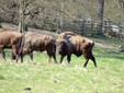 La Riserva di Bisonti di Silvuţ-Haţeg