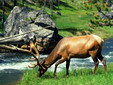 La terra dei bisonti - Moldavia