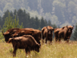 The Land of Bison - Moldavia