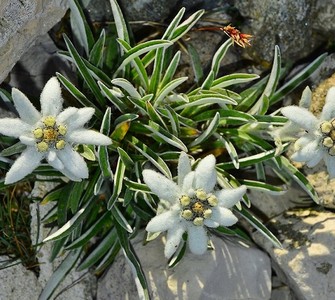 The Edelweiss