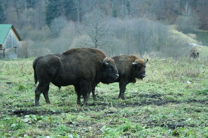 The Hațeg Bison Reserve