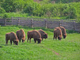 The Bison Reserve in Hateg