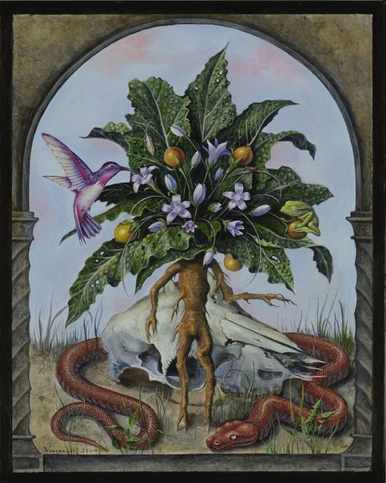 The Mandrake