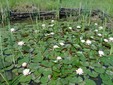 Thermal Water Lilly, Băile Felix in Bihor County