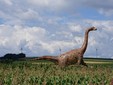 Ţara Haţegului  - Magyarosaurus Dacus