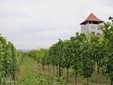 La cantina Villa Vinea - Transilvania