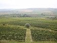 Villa Vinea Wine Cellar - Transylvania