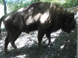 European Bison in Romania - Bison bonasus