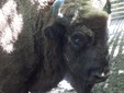 Il bisonte europeo in Romania - Bison bonasus