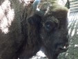 European Bison in Romania - Bison bonasus