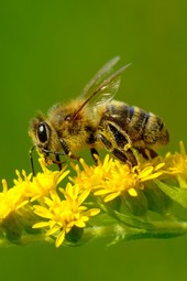Le api, fondamentali per l’equilibrio della natura. Perché proteggerle è una responsabilità di tutti Le api, fondamentali per l’equilibrio della natura. Perché proteggerle è una responsabilità di tutti