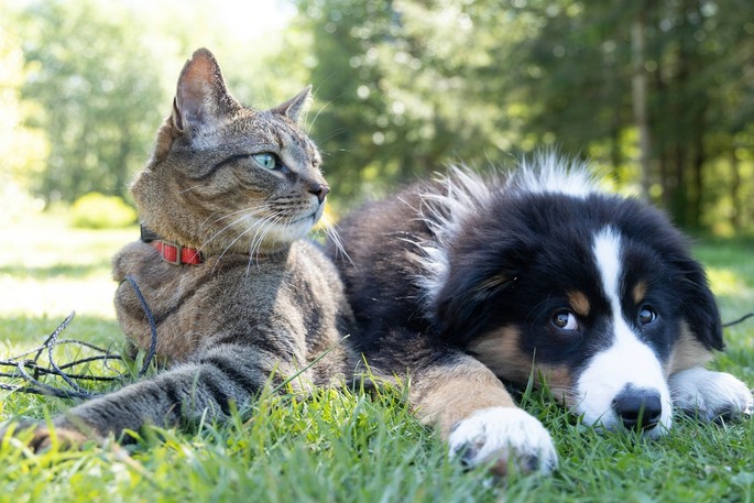 Adopting a Pet: An Act of Love That Requires Responsibility, Care and Respect Adopting a Pet: An Act of Love That Requires Responsibility, Care and Respect