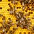 A Day in the Life of a Beekeeper A Day in the Life of a Beekeeper