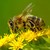 Bees, Essential to Nature’s Balance. Why Protecting Them Is Everyone’s Responsibility Bees, Essential to Nature’s Balance. Why Protecting Them Is Everyone’s Responsibility