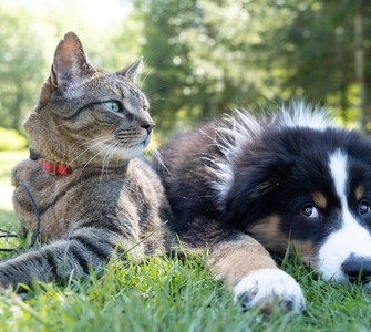 Adopting a Pet: An Act of Love That Requires Responsibility, Care and Respect